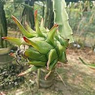 Parrot Green Pitaya fruit seeds for planting - Heirloom & Non-GMO Garden seeds