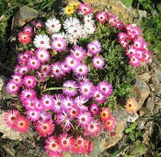 Ice Flower Seeds for Planting | Wildflower Mix | Heirloom Non-GMO High Germination Organic Garden Seeds