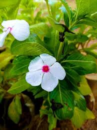White Catharanthus Flower Seeds for Planting – Heirloom, Non-GMO Wildflower Mix for Home Garden