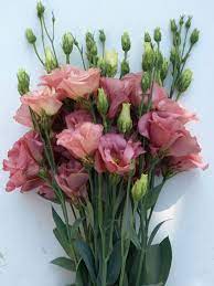 Peach Eustoma (Lisianthus) Flower Seeds for Planting – Heirloom, Non-GMO Compact Organic Garden Seeds