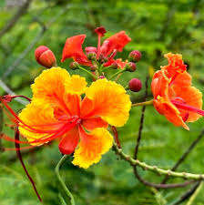 Caesalpinia Flower Seeds for Planting – Heirloom, Non-GMO, High Germination Organic Garden Seeds