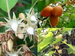 Mimusops Flower Seeds for Planting – Heirloom, Non-GMO, Garden Favorite Organic Seeds