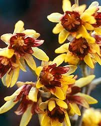 Chimonanthus Praecox Flower Seeds for Planting – Pollinator Friendly, Heirloom, Non-GMO, High Germination