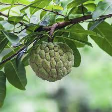 Exotic Annona Squamosa fruit seeds for planting - Heirloom & Non-GMO Garden seeds, tropical fruits for warm climates