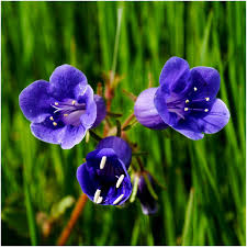 Phacelia Campanularia Flower Seeds for Planting – Heirloom, Non-GMO, High Germination Organic Garden Seeds