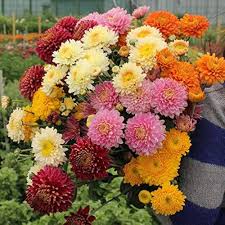 Mix Chrysanthemum Flower Seeds for Planting – Heirloom, Non-GMO Organic Garden Seeds for Borders