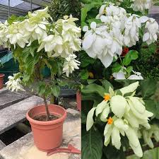 White Nevadensis Flower Seeds for Planting | Heirloom Non-GMO High Germination Organic Seeds