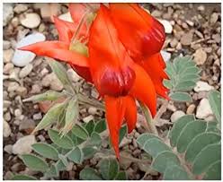 Swainsona Flower Seeds for Planting – Fragrant Blossoms, Heirloom, Non-GMO, High Germination Garden Seeds