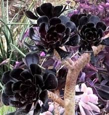 Aeonium Flower Seeds for Planting – Seasonal Bloomer, Heirloom, Non-GMO, Organic Garden Seeds