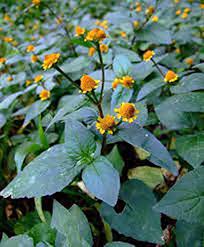 Spilanthes Flower Seeds for Planting – Heirloom, Non-GMO, Seasonal Bloomer Organic Garden Seeds