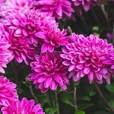 Deep Pink Chrysanthemum Flower Seeds for Planting – Heirloom Non-GMO High Germination Organic Garden Seeds