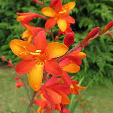 Crocosmia Montbretia Flower Seeds for Planting – Heirloom, Non-GMO, Vibrant Colors Organic Garden Seeds