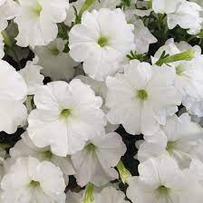 Flower Seeds, Seeds,Seeds For Planting,Plant Seeds