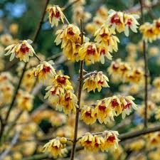 Chimonanthus Wintersweet Flower Seeds for Planting – Shade Tolerant, Heirloom, Non-GMO, Organic Garden Seeds