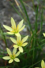 Light Yellow Yulan Flower Seeds for Planting – Heirloom, Non-GMO,  High Germination Organic Garden Seeds