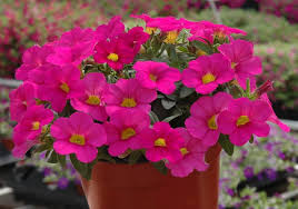 Pink Petunia Flower Seeds for Planting – Heirloom, Non-GMO, High Germination Organic Garden Seeds