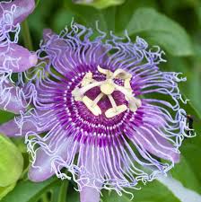 Purple Passiflora Flower Seeds for Planting – Sun Loving, Heirloom, Non-GMO, High Germination