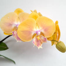 Light Yellow Phalaenopsis Orchid Seeds for Planting – Sun Loving Heirloom Non-GMO High Germination Organic Garden Seeds