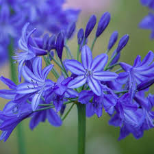 Violet Agapanthus Flower Seeds for Planting – Heirloom, Non-GMO, High Germination Garden Seeds