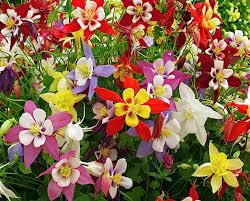 Columbine Flower Seeds for Planting – Heirloom, Non-GMO, Sun-Loving Organic Garden Seeds