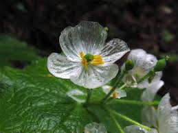 Skeleton Flower Seeds for Planting - Seasonal Bloomer, Heirloom, Non-GMO, High Germination Organic Garden Seeds