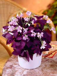 Oxalis Shamrock Flower Seeds for Planting – Wildflower Mix, Heirloom, Non-GMO, Organic Garden Seeds