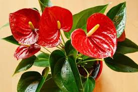 Huifang Anthurium Flower Seeds for Planting – Heirloom, Non-GMO, High Germination Garden Seeds