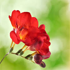 Red Freesias Flower Seeds for Planting - Colorful Display, Heirloom &amp; GMO Free Seeds for Home Garden Non-GMO