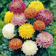 Chrysanthemum Flower Seeds for Planting – Heirloom, Non-GMO, Shade-Tolerant Organic Garden Seeds