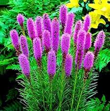 Purple Liatris Flower Seeds for Planting – Heirloom, Non-GMO, Colorful Display Organic Garden See