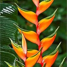 Heirloom Heliconia Wagneriana Flower Seeds for Planting – Low Maintenance, Non-GMO, High Germination Organic Garden Seeds