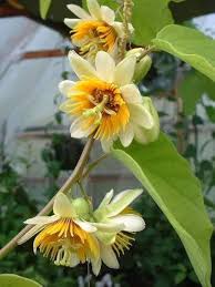 Yellow Passion Flower Seeds for Planting | Heirloom Non-GMO Organic Garden Seeds, High Germination