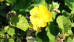 Abutilon Flower Seeds for Planting – Premium Quality, Heirloom, Non-GMO, High Germination Organic Garden Seeds