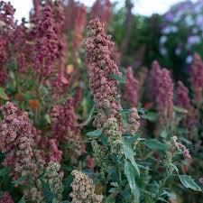 Heirloom Quinoa Flower Seeds – Non-GMO, High Germination Organic Garden Seeds