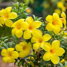 Pentalinon Luteum Flower Seeds for Planting – Hardy, Heirloom, Non-GMO, Organic Garden Seeds