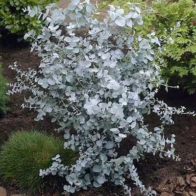 White Perennial Eucalyptus Silver Dollar  Flower seeds for Planting - Garden Favorite, Heirloom & GMO Free Seeds for Home Garden, 100 pcs