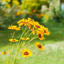 Coreopsis Basalis Flower Seeds for Planting – Heirloom, Non-GMO, Sun Loving Organic Garden Seeds