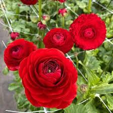 Red Ranunculus Flower Seeds for Planting – Heirloom, Non-GMO, Compact Growth Organic Garden Seeds