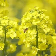 Flower Seeds, Seeds,Seeds For Planting,Plant Seeds