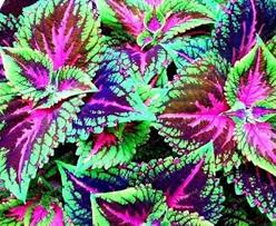 Coleus Flower Seeds for Planting Heirloom Non-GMO High Germination Organic Garden Seeds