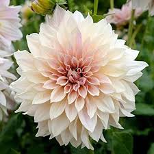 White Dahlia Perennial Flower Seeds for Planting – Sun Loving, Heirloom, Non-GMO, High Germination