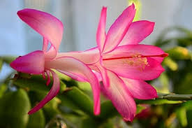 Pink Zygocactus Truncatus Flower Seeds for Planting – Heirloom, Non-GMO, Premium Quality Organic Garden Seeds