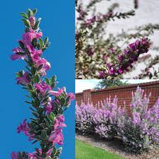 Sage Flower Seeds for Planting – Heirloom, Non-GMO, Hardy Organic Garden Seeds