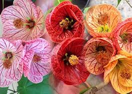 Mix Abutilon Flower Seeds for Planting – Heirloom, Non-GMO, High Germination Organic Garden Seeds