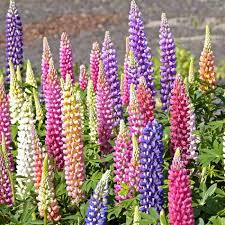 Lupin Pixie Flower Seeds for Planting –  Fragrant Blossoms, Heirloom, Non-GMO, High Germination