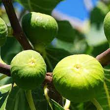 Fruit Seeds,Garden seeds, Seeds For Planting,Plant Seeds