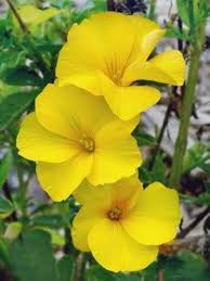 Yellow Flax Hybrid Flower Seeds for Planting | Heirloom Non-GMO Organic Garden Seeds High Germination