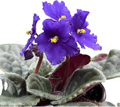 Saintpaulia Flower Seeds for Planting – Heirloom, Non-GMO, Shade Tolerant Organic Garden Seeds