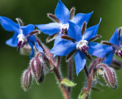 Borago Officinalis Flower Seeds for Planting – Vibrant Colors, Heirloom &amp; Non-GMO Seeds