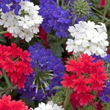 Heirloom Trailing Verbena Flower Seeds for Planting – Non-GMO, Seasonal Bloomer, High Germination